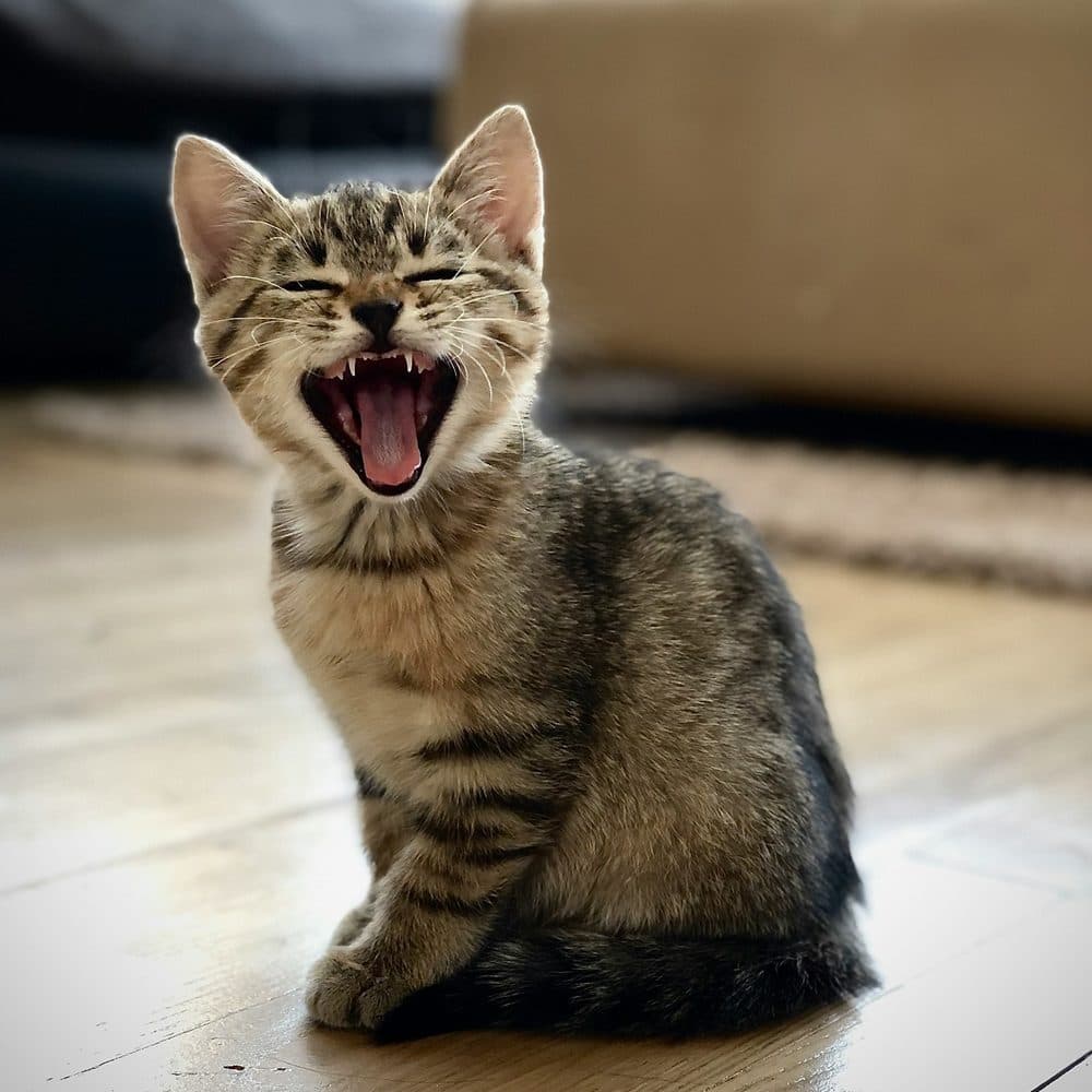 Tabby kitten meowing loudly